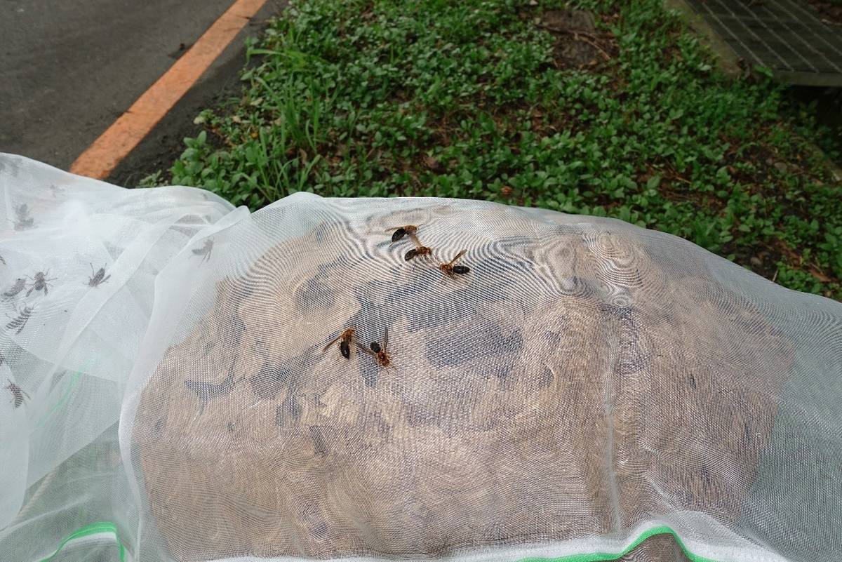 剛收穫的黑腹虎頭蜂隨即可見殘蜂聚集蜂窩上。(農委會林業試驗所提供)