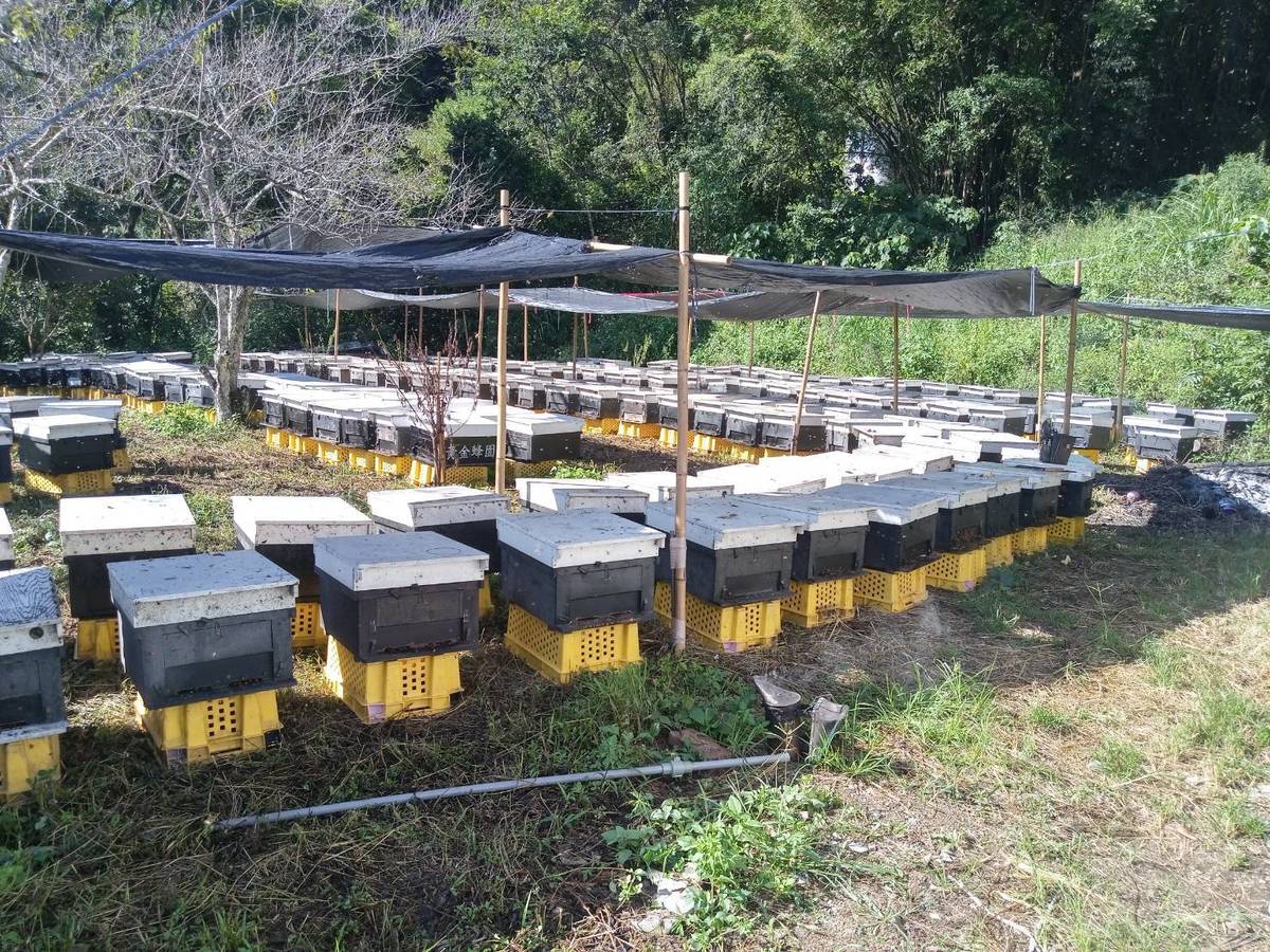 黃宥嘉在八卦山區養殖蜜蜂生產好品質的蜂蜜(圖片來源：黃宥嘉提供)