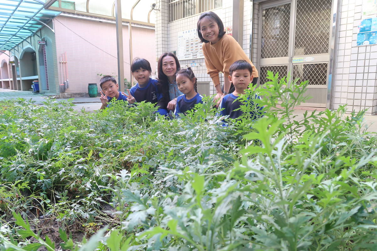 苗栗南湖國小帶學生認識「大號烏蠅翼」、「狗貼耳」，還有「蝦公夾」
