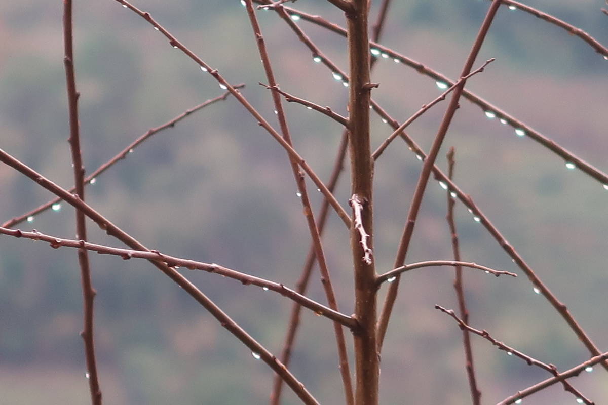 冬季的梨山國中小