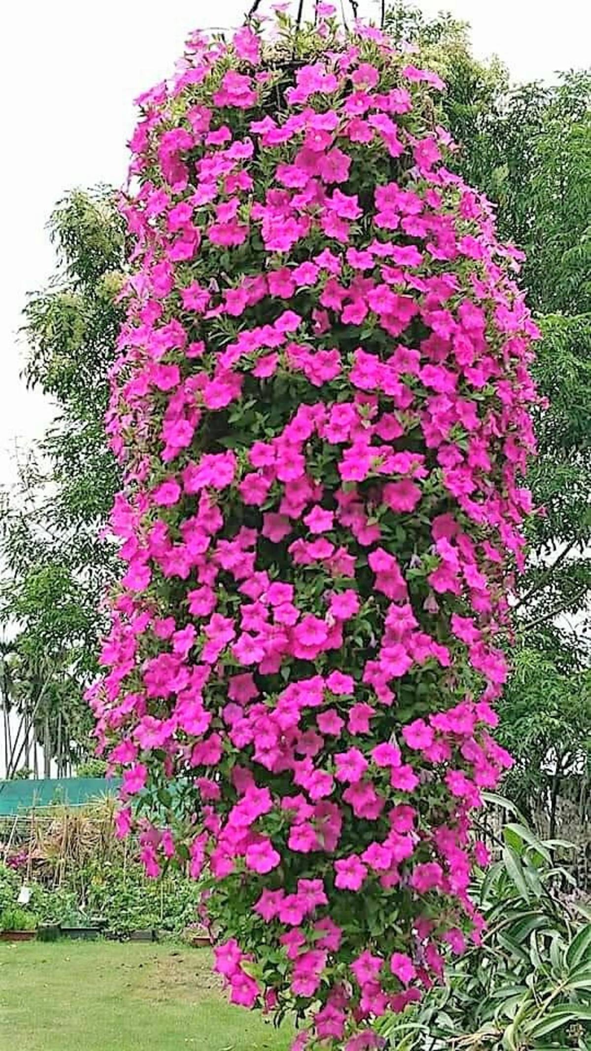 賴仲由種植的歐洲牽牛花因為蚯蚓肥料而開了滿滿的花(圖片來源：賴仲由)