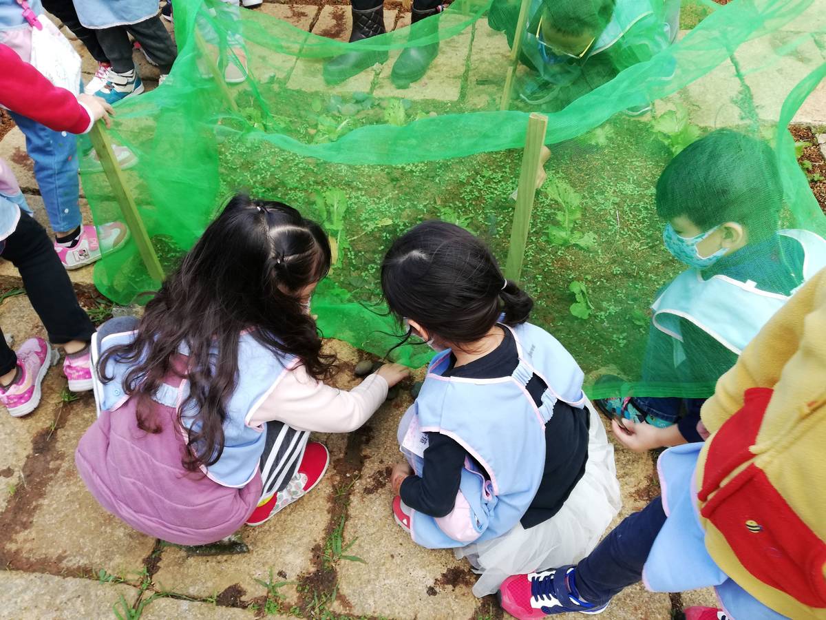興仁國小附幼帶領孩子實際進行菜園種植，讓孩子親近土地、解決問題。