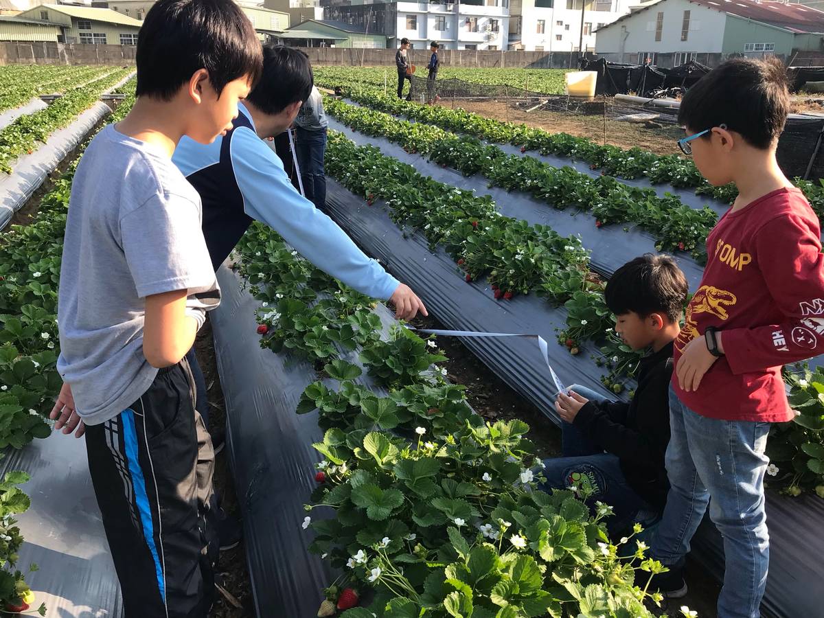拉起長長的尺，數學課要量測草莓園大小