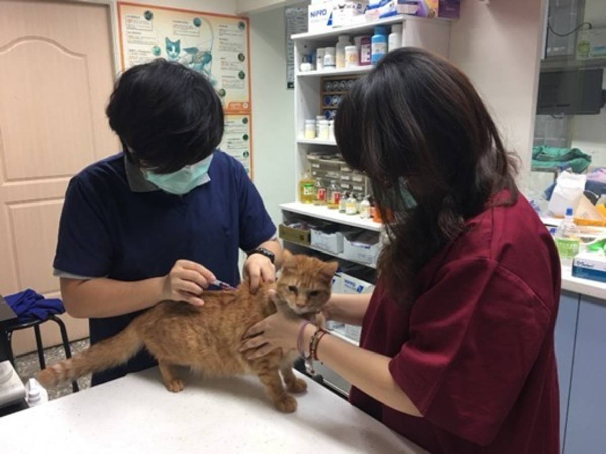 動保處提供高齡犬貓每年1次免費狂犬病及基礎傳染病疫苗預防注射
