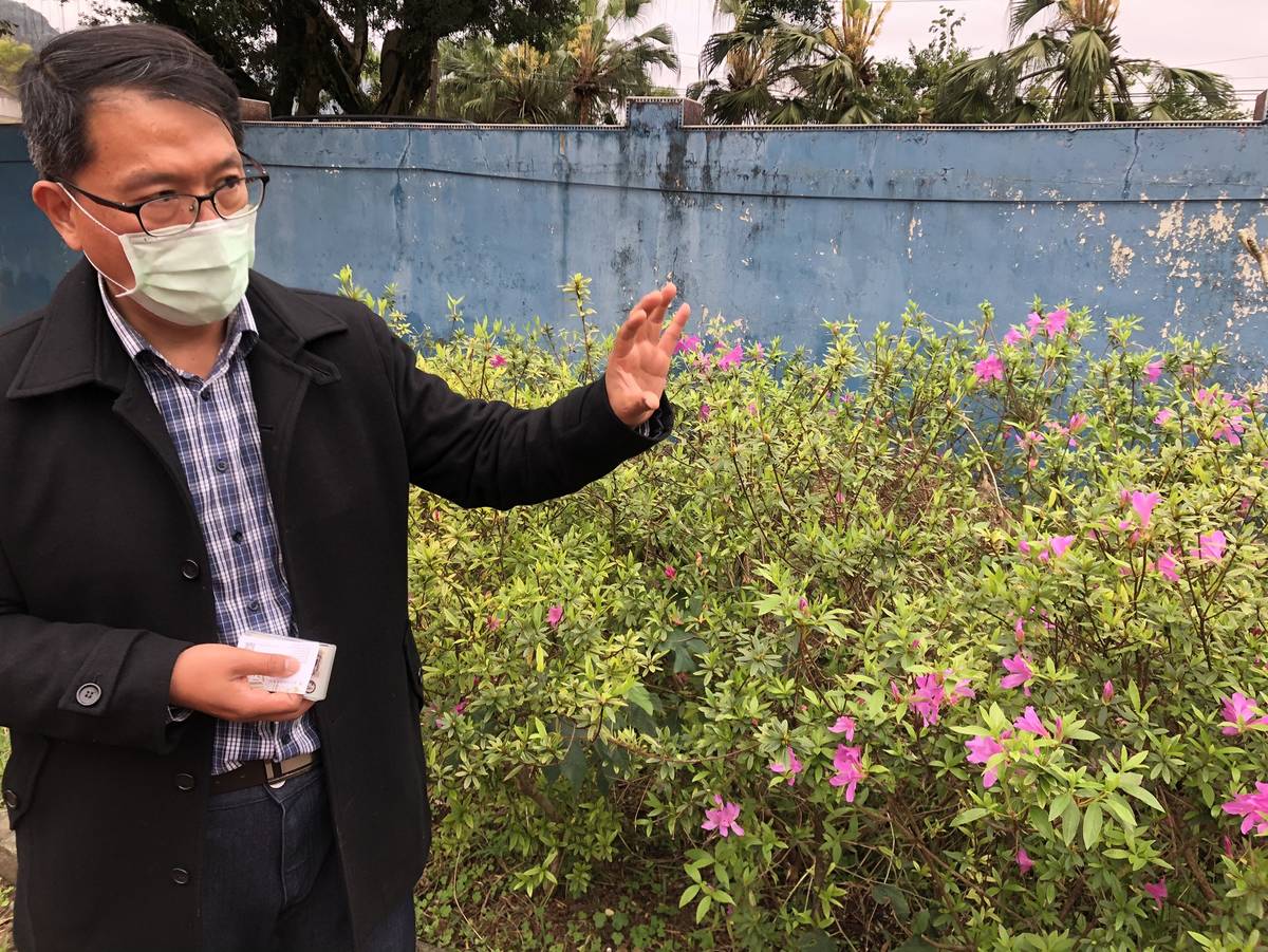 嘉義大學教授林瑞進說，推廣烏來杜鵑實生苗復育刻不容緩。