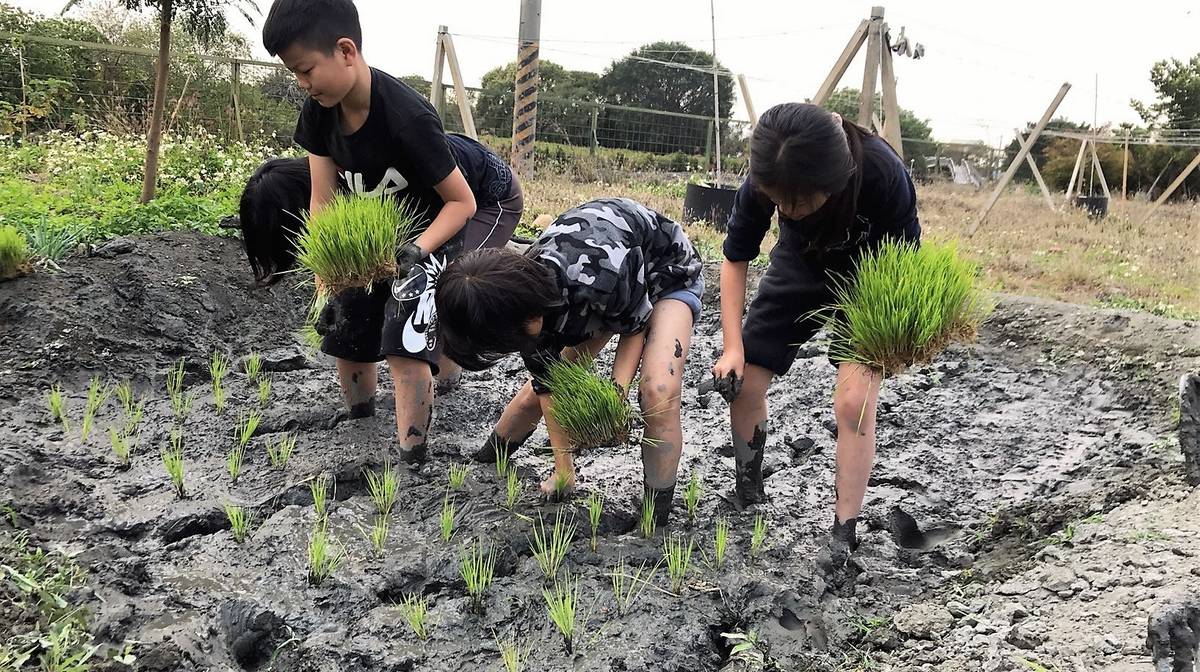 基石華德福學校學生自闢農地插秧種稻(圖片來源：基石華德福學校提供)