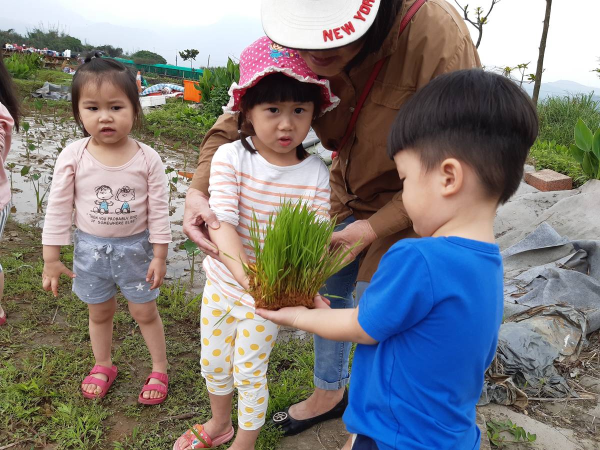 在田埂上以接力方式傳遞秧苗，讓孩子可就近觀察秧苗成長，也串起孩子對基地田裡秧苗的連結。