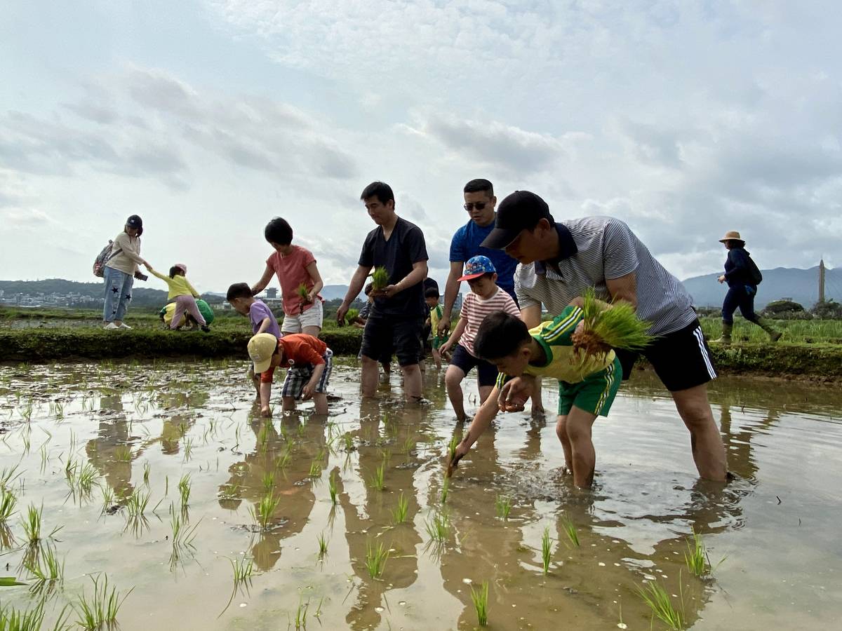 親子插秧一同體驗親近土地。