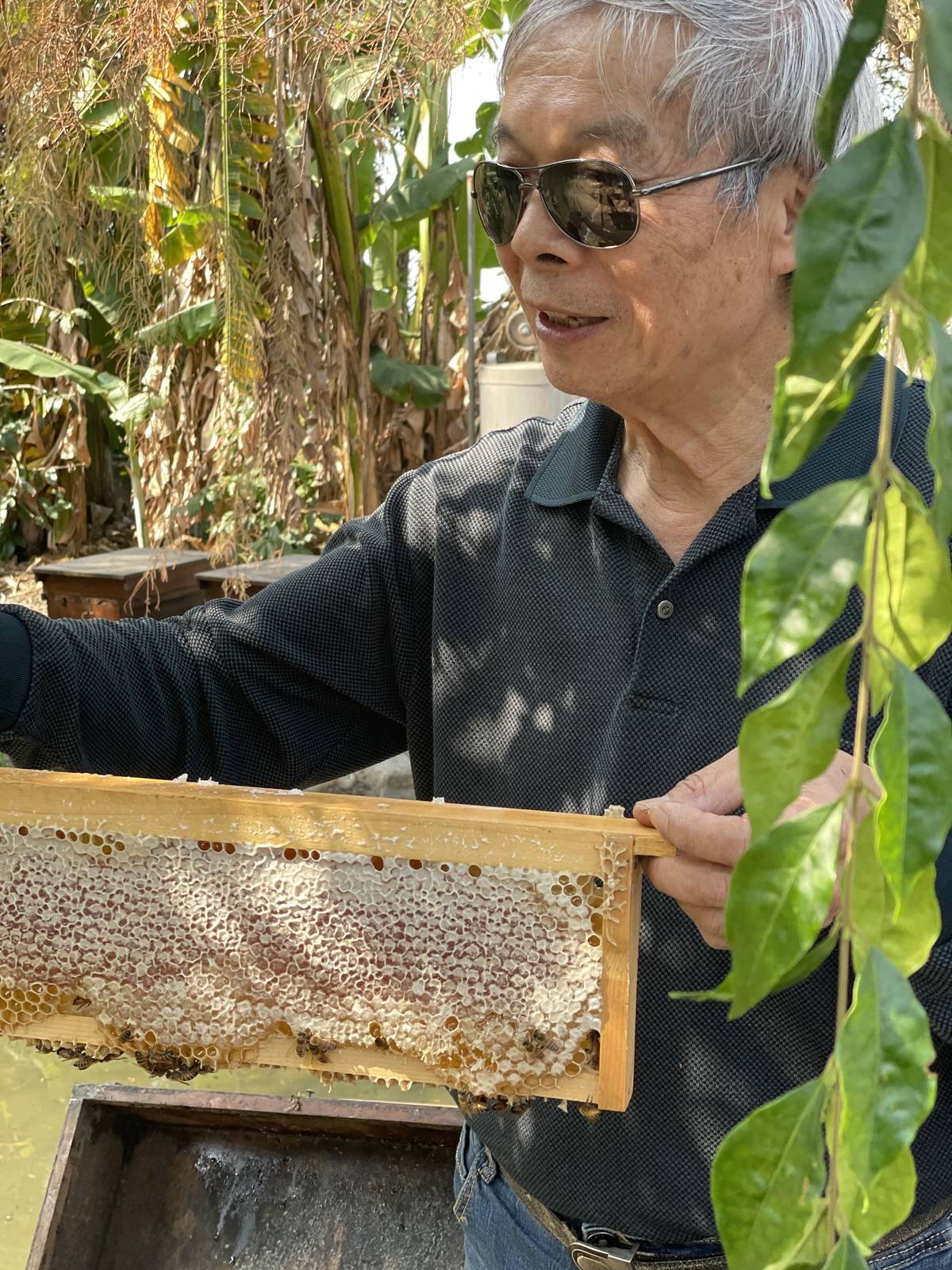 蜜蜂和生態關係蜜切