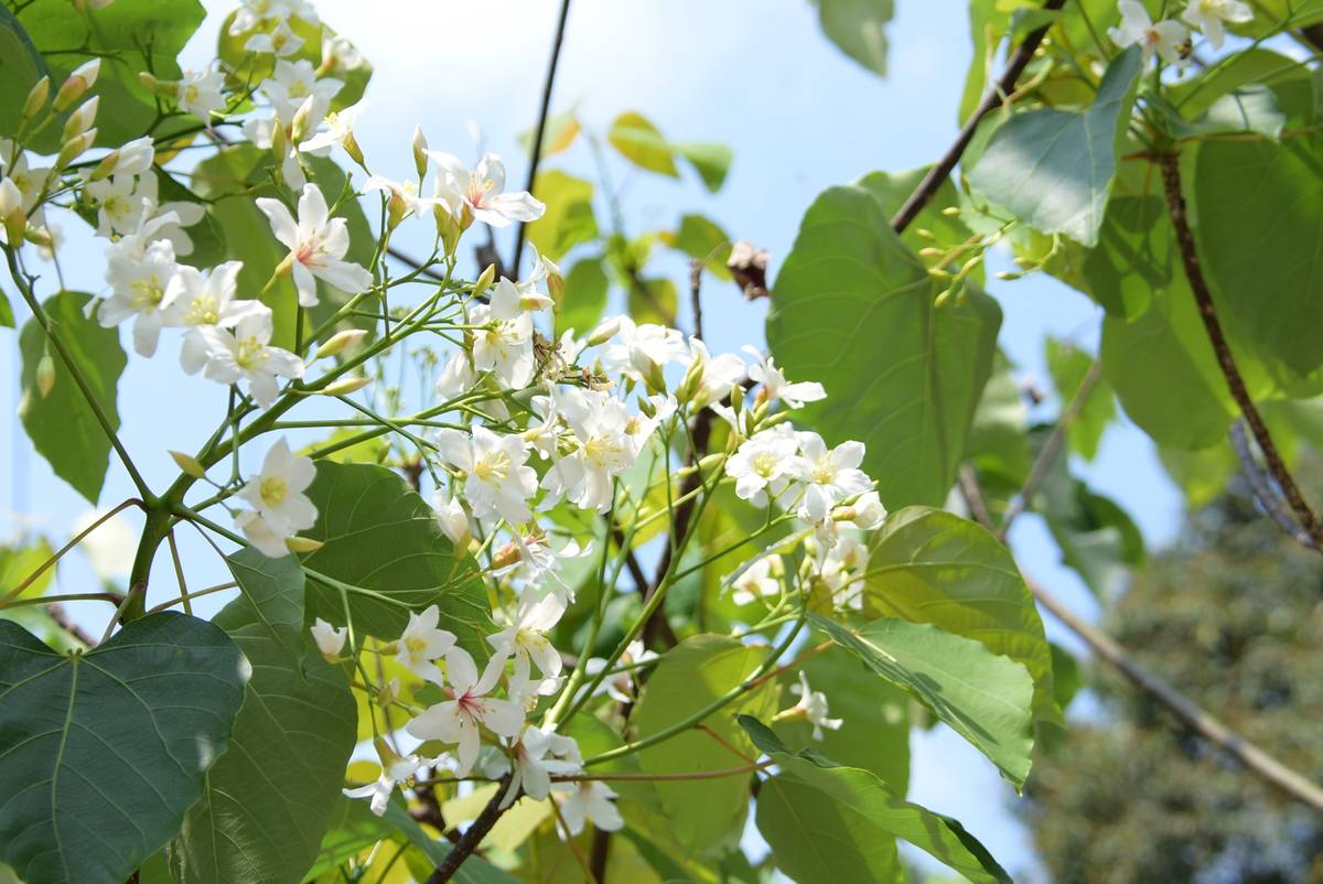 彰化油桐花正美