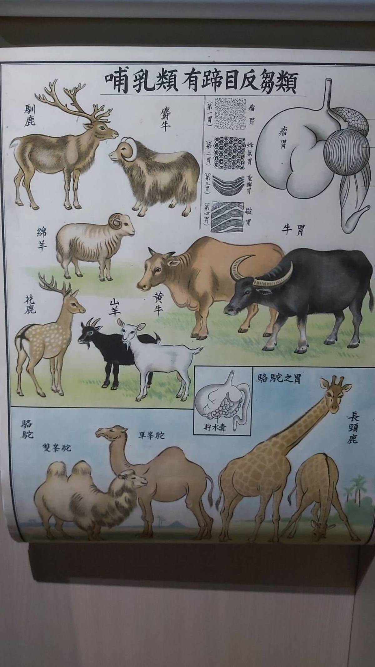 動物掛圖