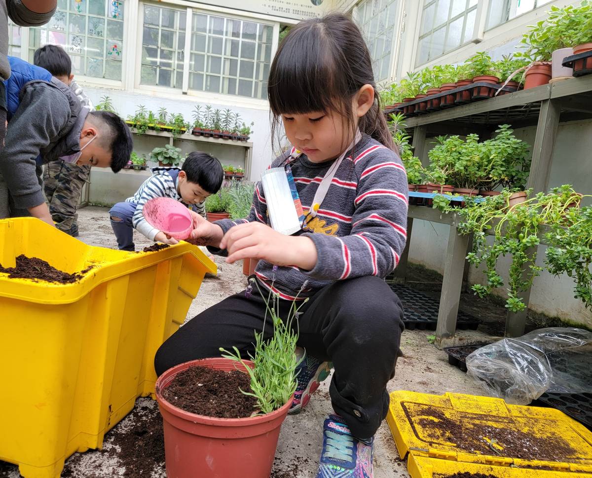 瑞平附幼小朋友種植盆栽。
