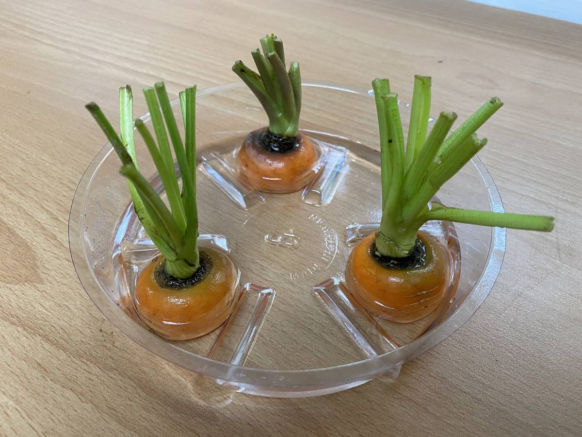 將切除的蘿蔔頭放入淺盤中，加點稍微能淹過蘿蔔切面的水即可種植。