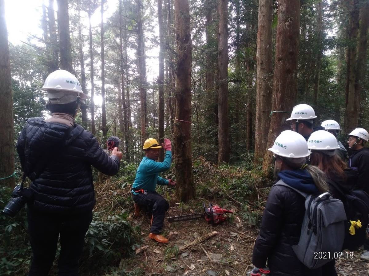 屏東科技師生至疏伐現場觀摩伐倒方向。人工林適當的疏伐可以使光線進入林地，對於人工栽植林木、天然更新植物與野生動物均有好處。(林試所提供)