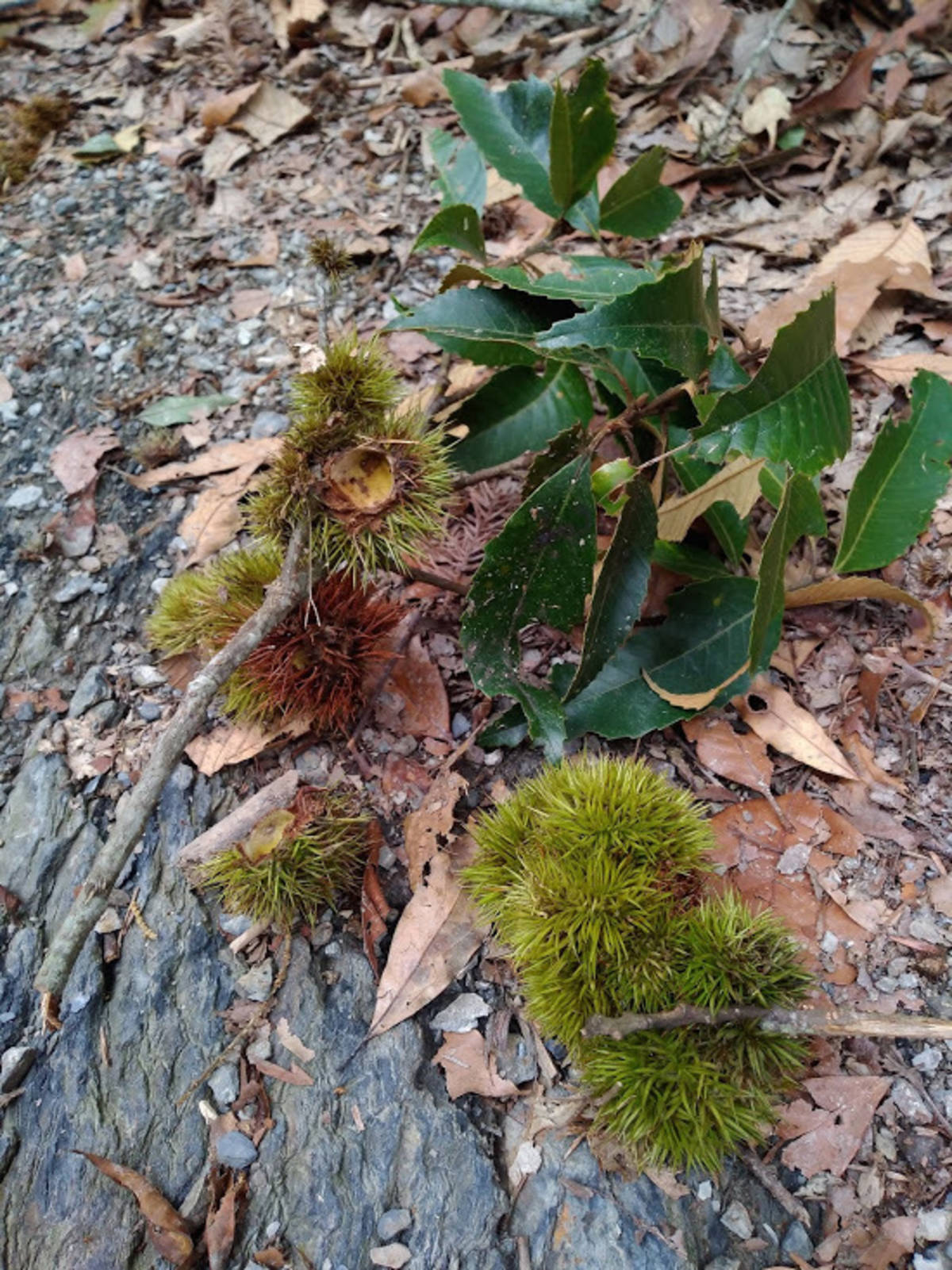 具有豐富油脂與澱粉的印度栲果實，松鼠與獼猴常來光顧。(林試所提供)