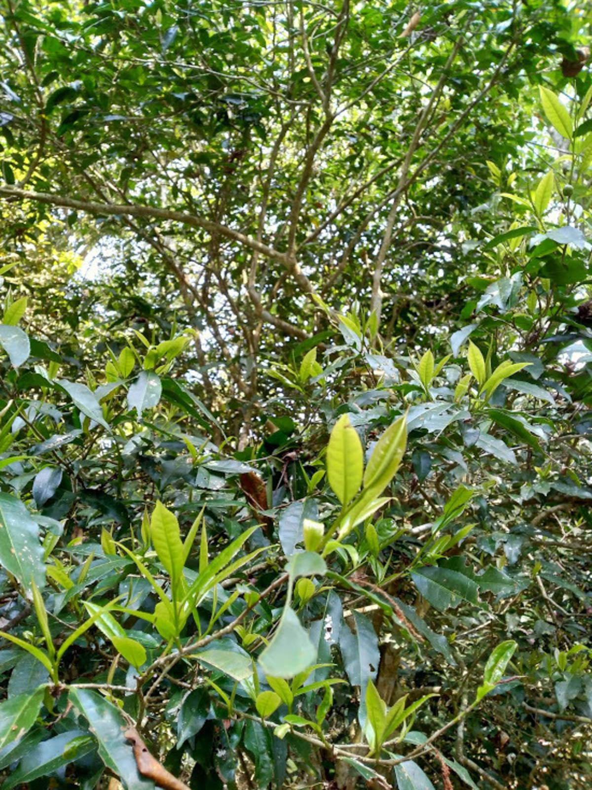 山茶嫩芽是山羌與野山羊的美味食材。(林試所提供)