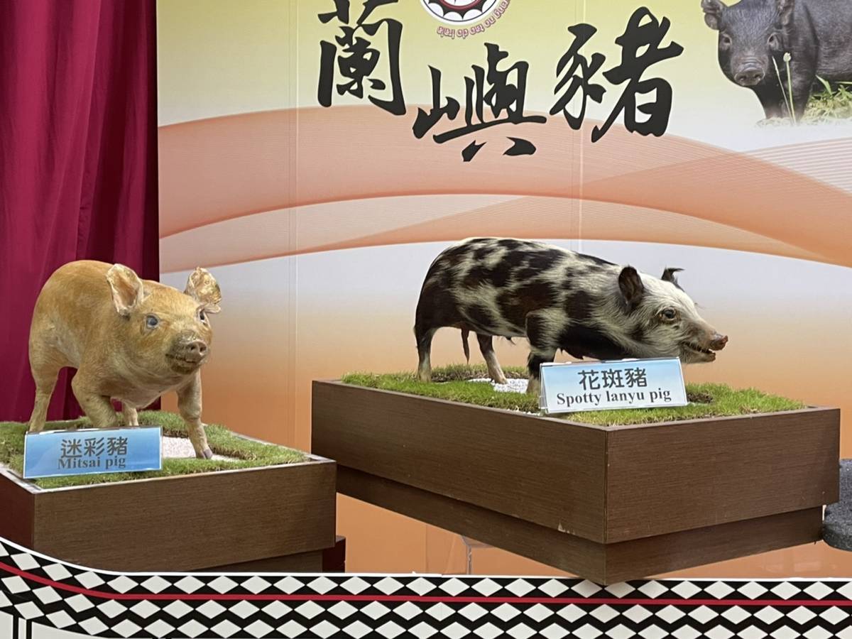 蘭嶼豬以及由蘭嶼豬選育而成的小型豬品種，目前提供生物醫學研究使用。