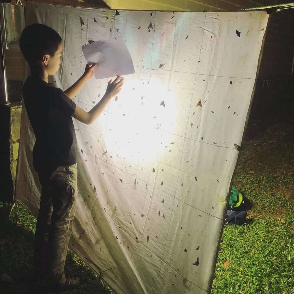 曾粲然同學進行蛾類觀察與紀錄