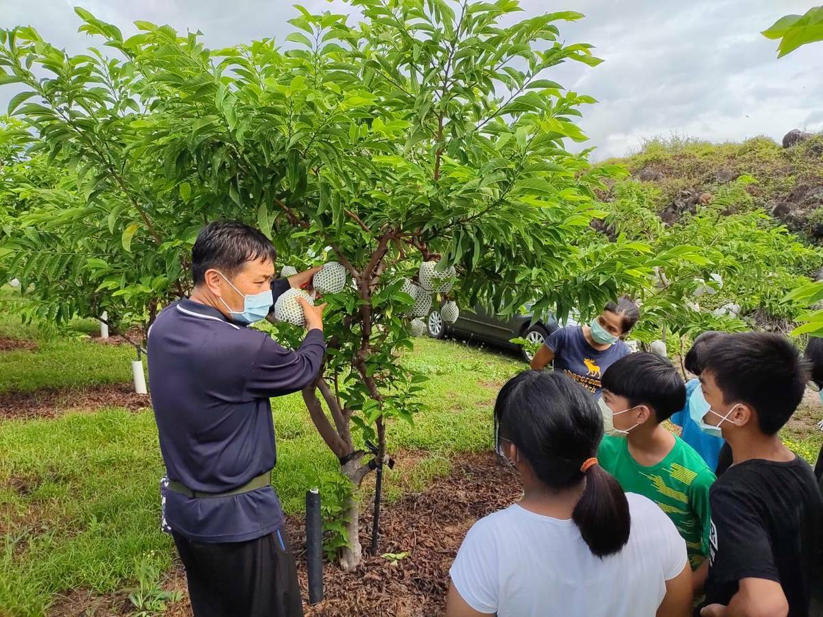 利嘉國小的小朋友專心聽著果園老板解說如何採果