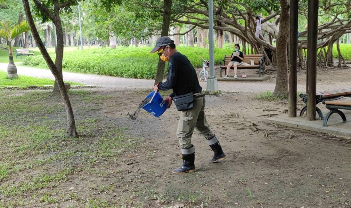 研究員於積水處長藍綠菌的地方進行鋪沙防治小黑蚊