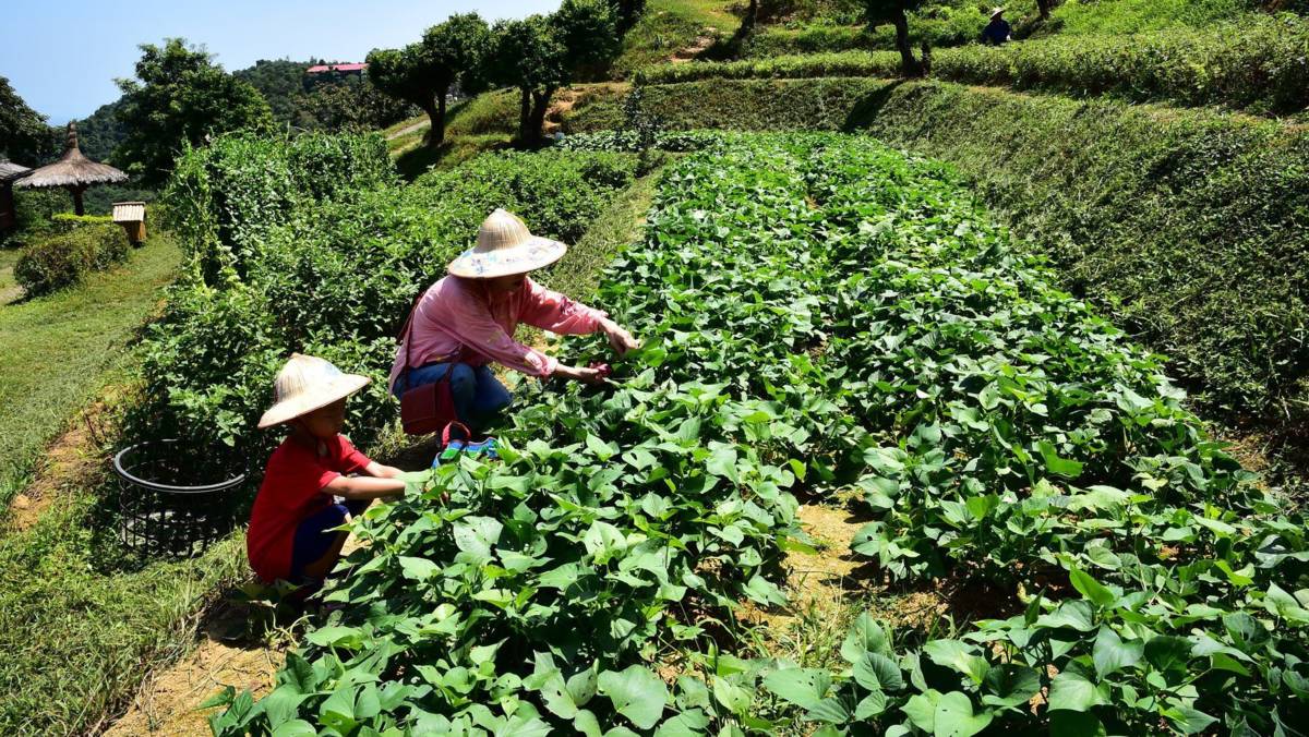 0505-2香格里拉農場採野菜.jpg