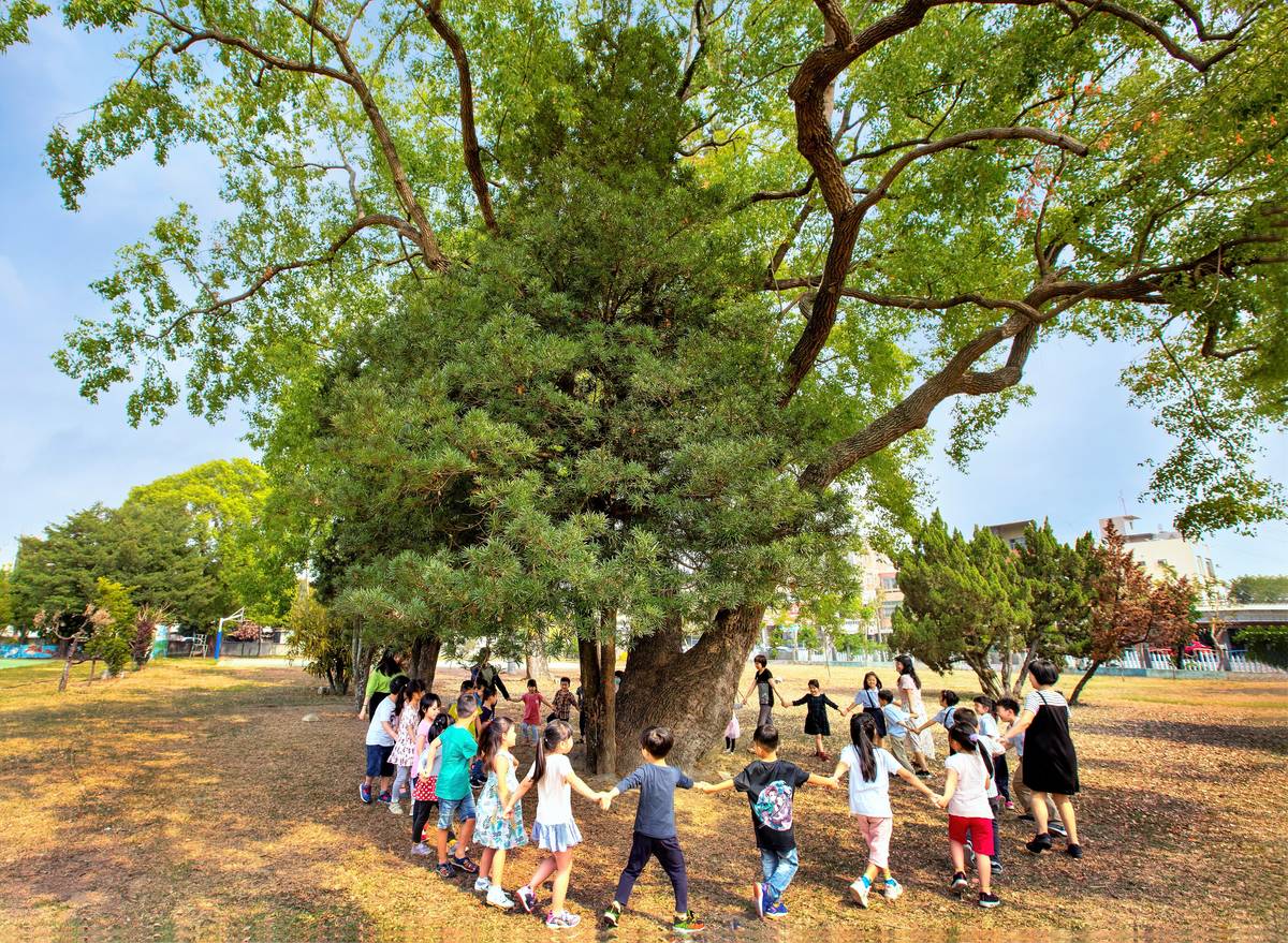 溪州國小師生都喜歡在樹下教學和玩耍(圖片來源：溪州國小提供)