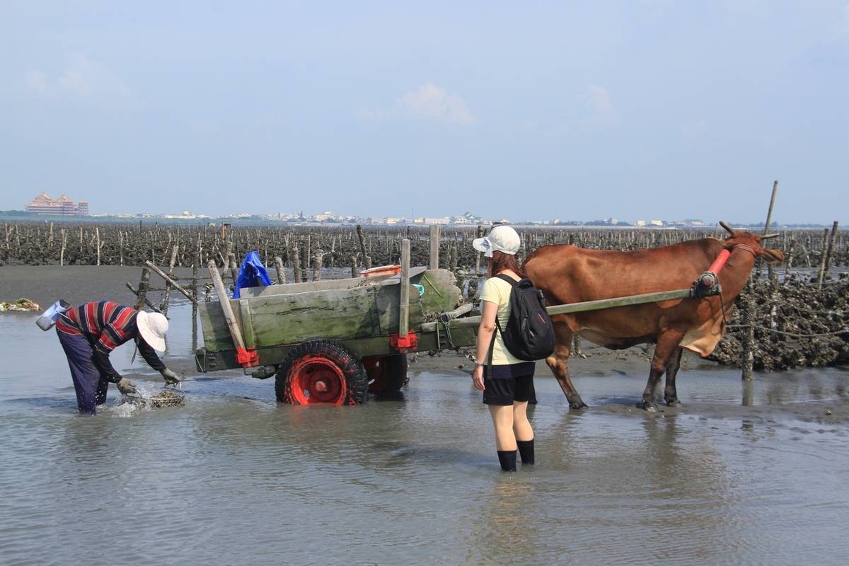 彰化縣政府決定停辦今年的國際海牛文化節(圖片來源：彰化縣政府提供)