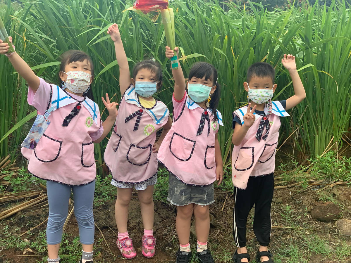 適逢三芝茭白筍產季，結合時令將採下筊白筍當聖火火炬