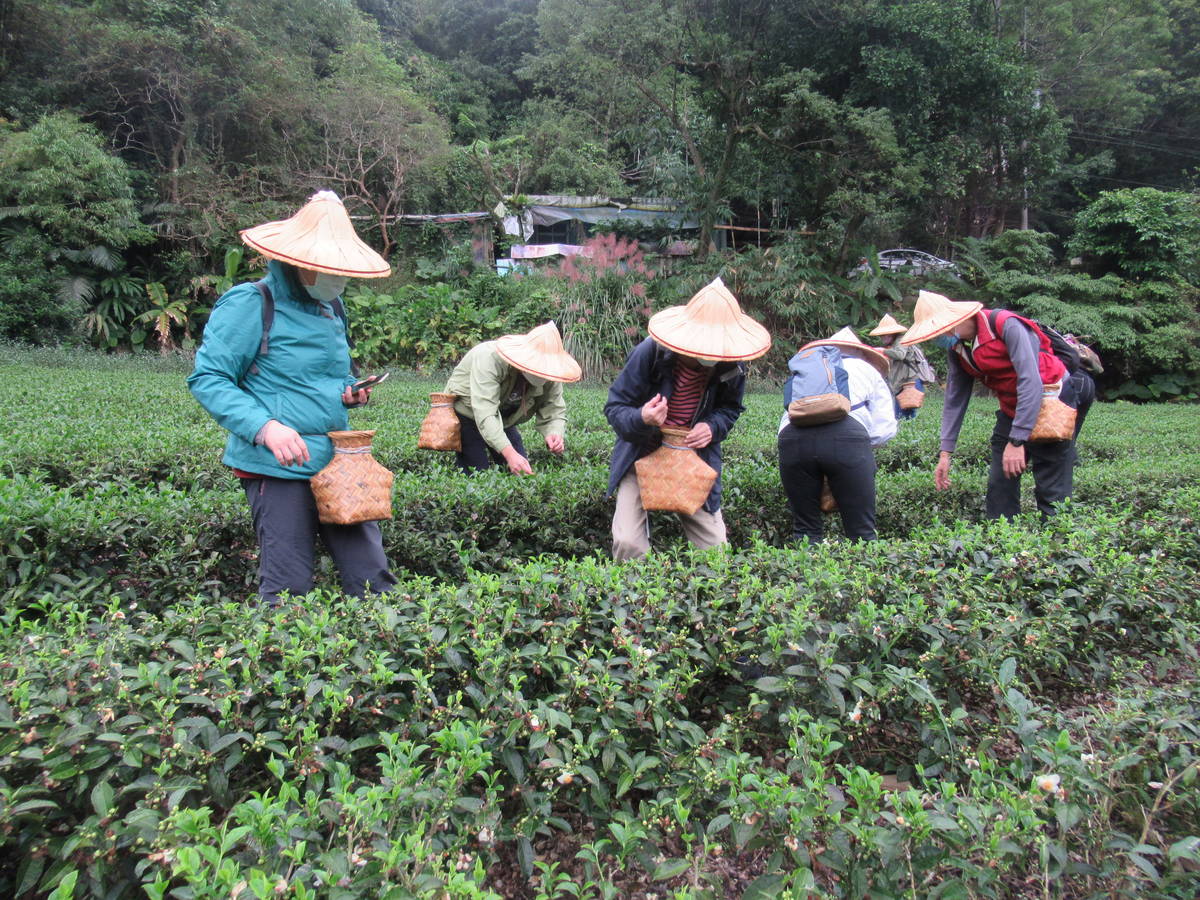 戴上斗笠、背上茶簍，聽友體驗採茶。