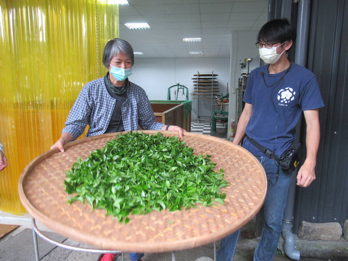 聽友體驗製茶過程中最辛苦的部分「浪菁」，每2到3小時就要翻動一次，要翻動4到5次，有時得徹夜未眠。