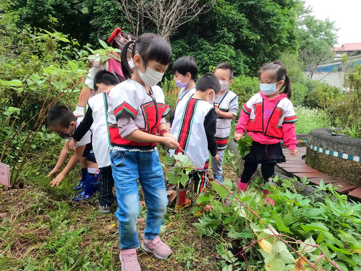 烏來國中小附幼配合推動沉浸式族語教學，規劃「烏來泰雅秋耕冬種」課程活動