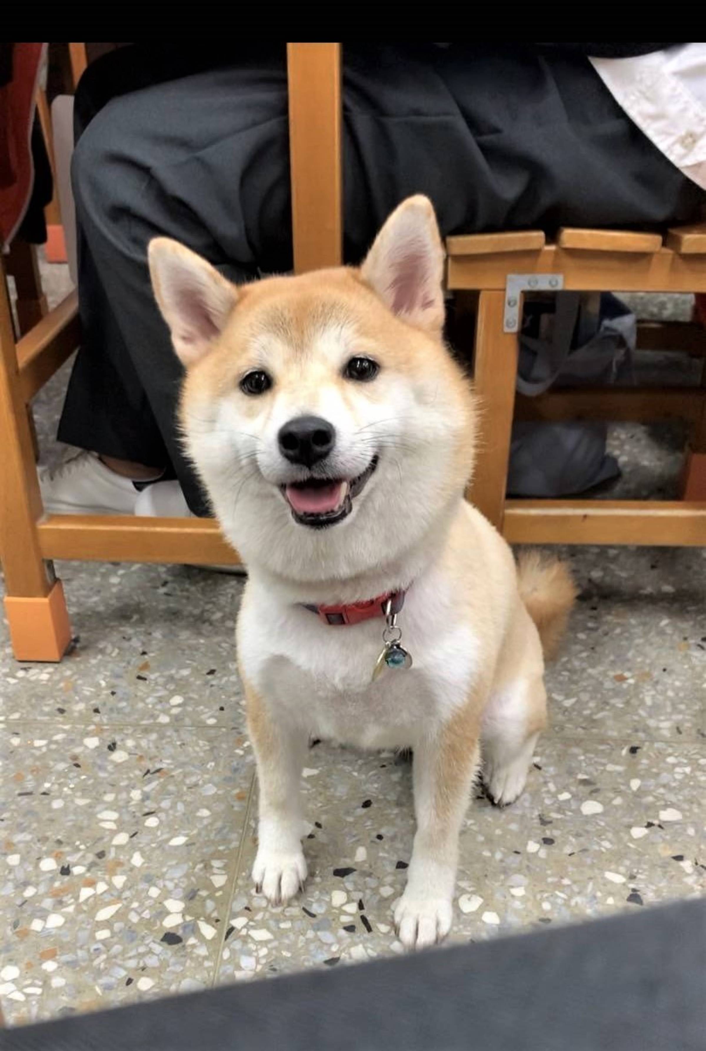 景文校犬選拔出爐超萌柴犬柚子奪冠退役導盲犬quinby人氣第一 文教新聞 國立教育廣播電臺