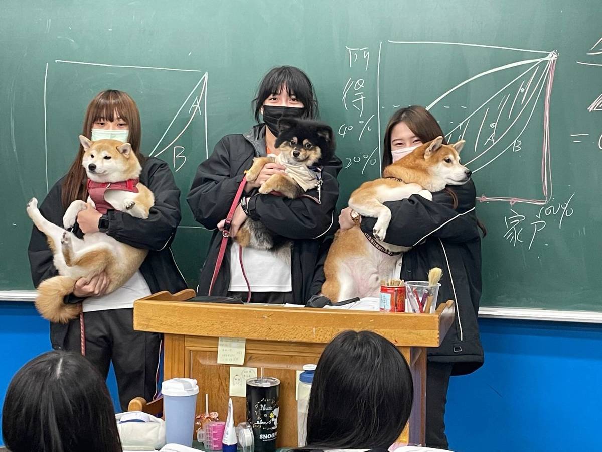 景文高中首屆校園萌犬選拔，候選狗狗到各班拉票