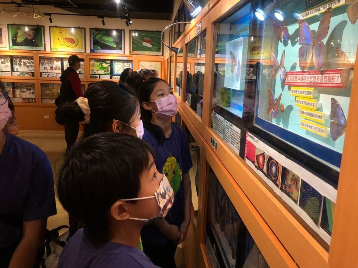 小學伴參觀成功高中的昆蟲科學博物館