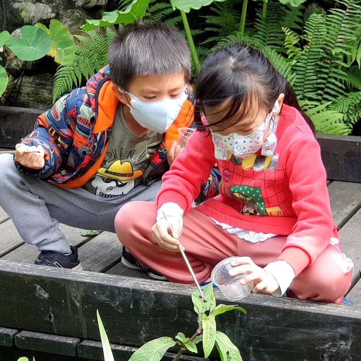 學生用水彩筆將透明盒子裡的黃緣螢幼蟲放在水邊的樹葉上