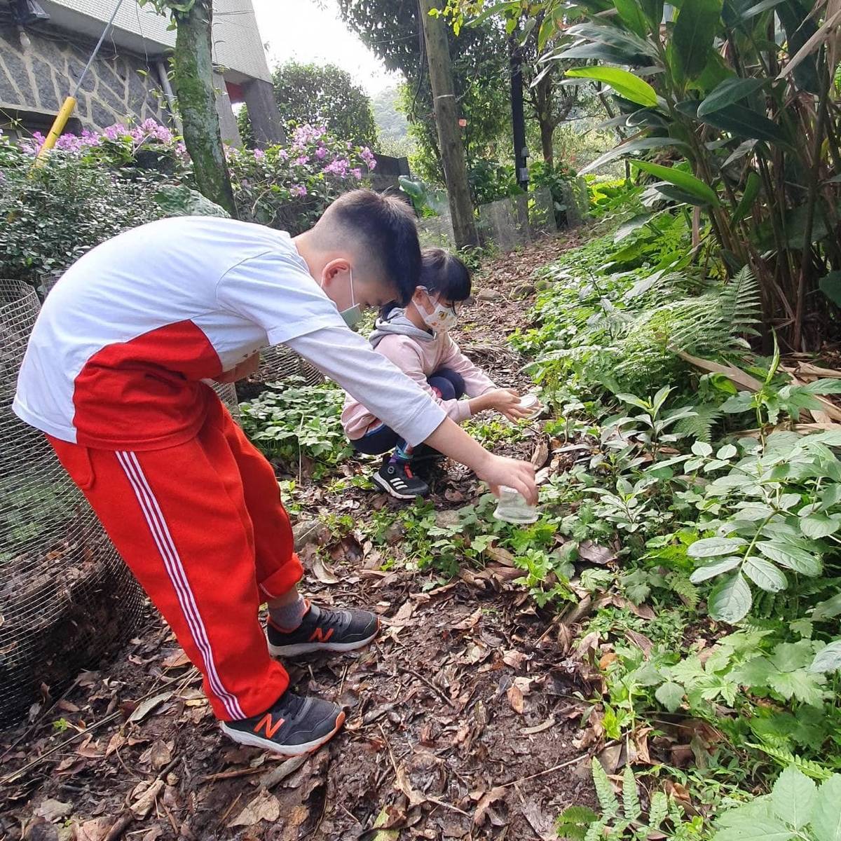 學生將裝在透明盒子裡的陸生黑翅螢連同棲地營造的土壤一起倒入棲地中 