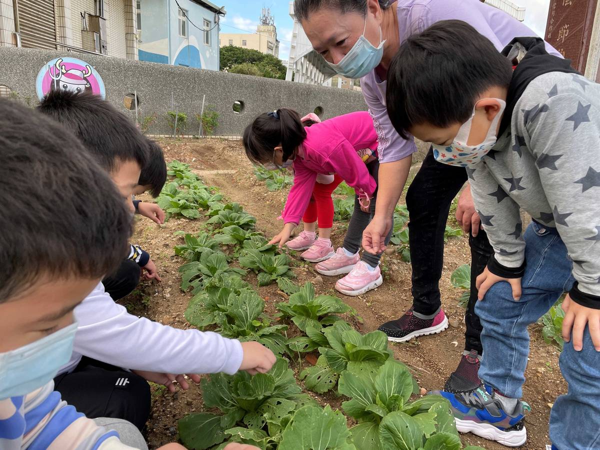 石門附幼將選用、認識食材融入教保課程，引導幼兒觀察發現