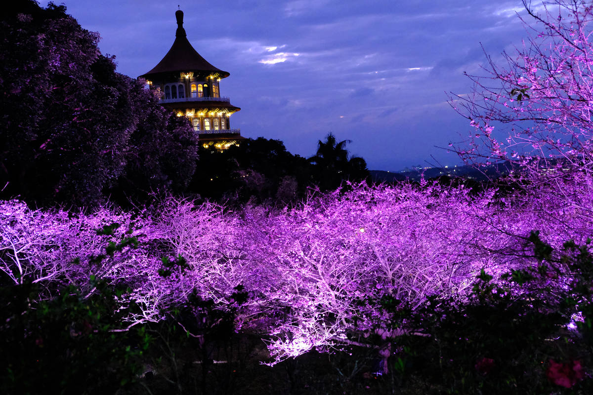 「新北櫻花稼期」夜間點燈賞櫻，歡迎到天元宮賞櫻(朱銘美術館提供)