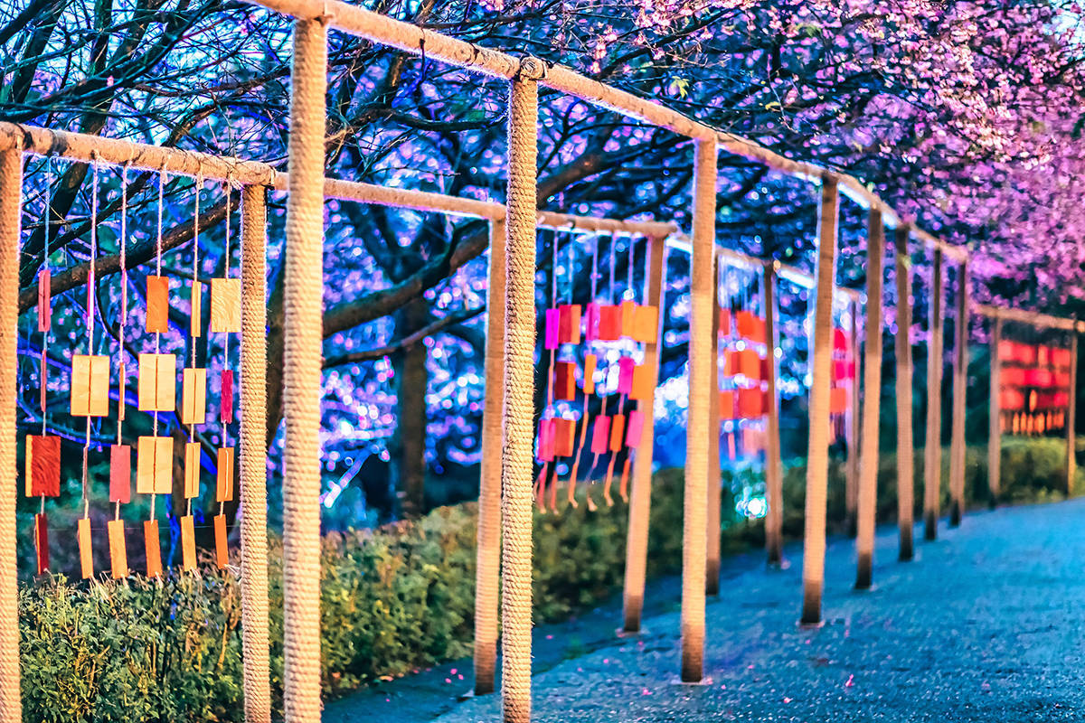 「新北櫻花稼期」夜間點燈賞櫻，歡迎到天元宮賞櫻(朱銘美術館提供)