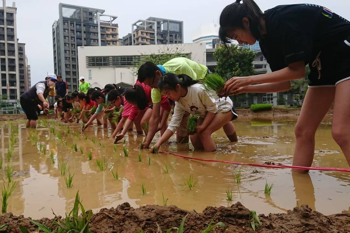 新巿國小位於淡海新市鎮的水泥叢林中，創校時即規劃一塊農園為推動食農教育之場域，圖為五年級插秧(資料照)