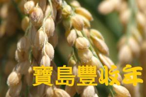 寶島豐收年