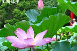 星期講座