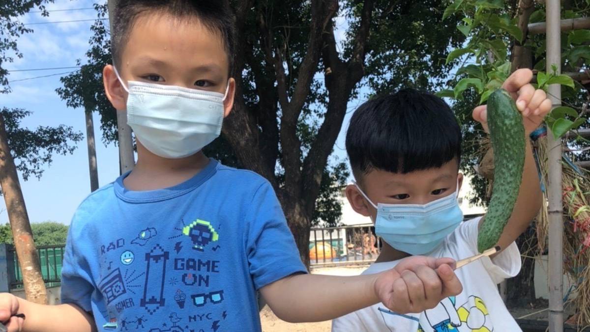 搶救小黃瓜密笈採收小黃瓜