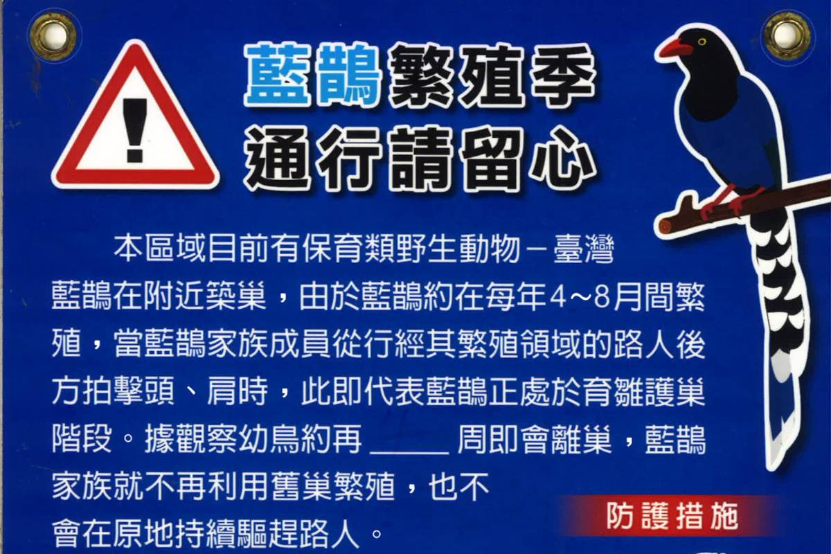臺北市動物保護處將在藍鵲出沒區域張貼公告