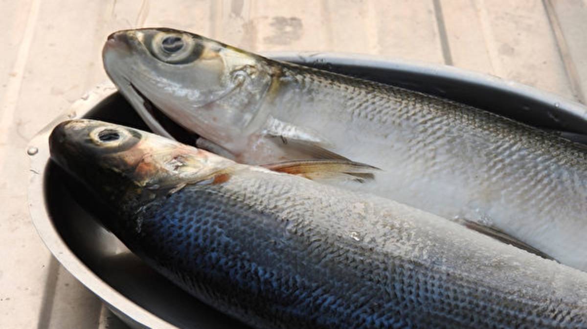 虱目魚