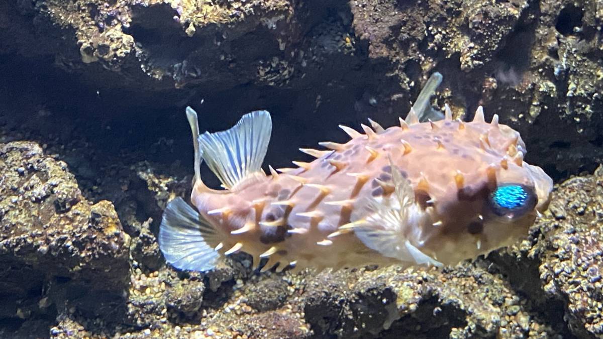 004魚類的自衛術.JPG