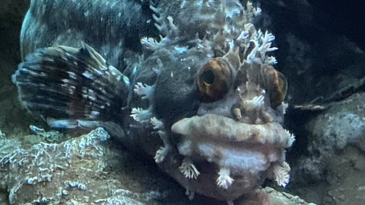 002到底是不是魚.JPG
