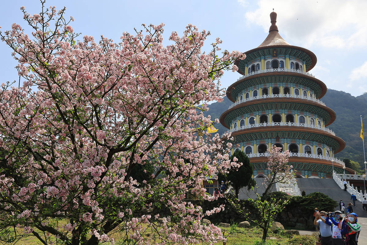 天壇吉野櫻盛開(朱銘美術館提供)