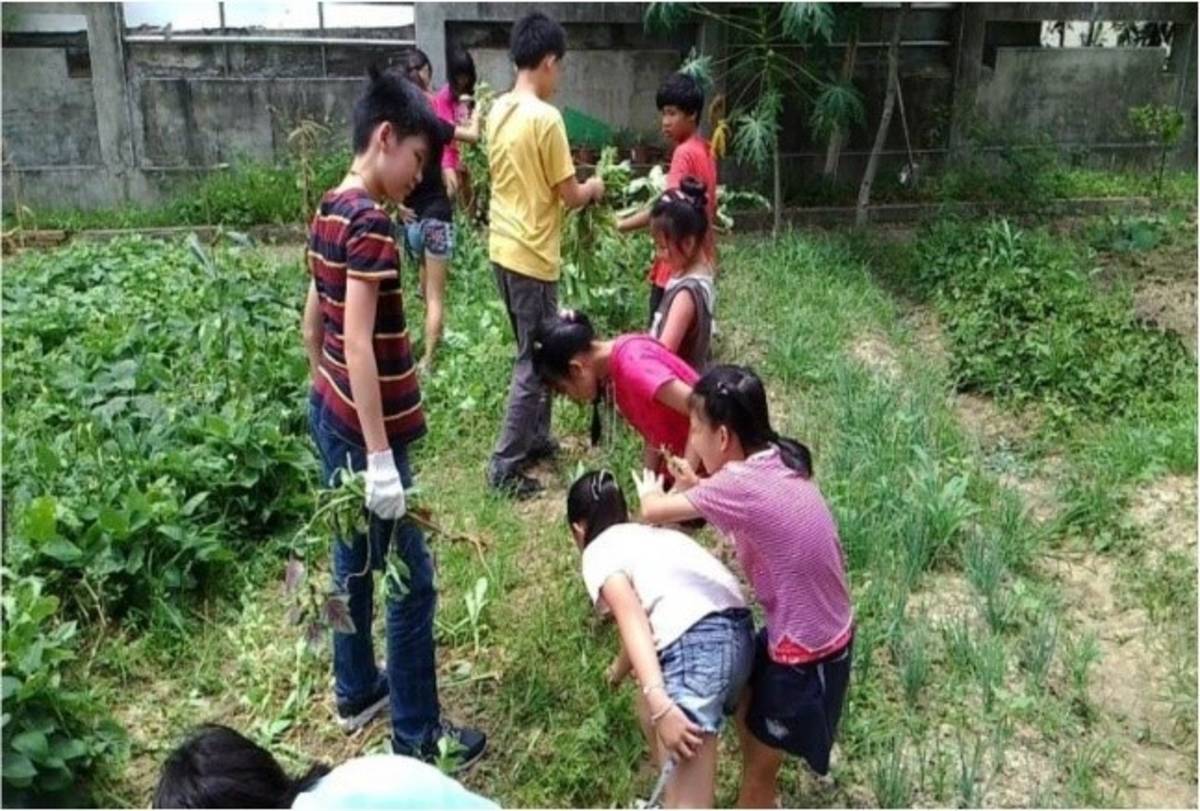 新竹市推動學生農耕體驗