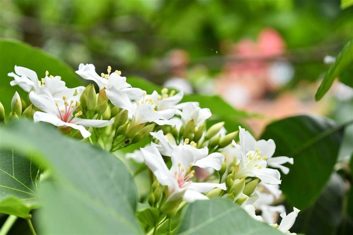 彰化八卦山油桐花正美麗